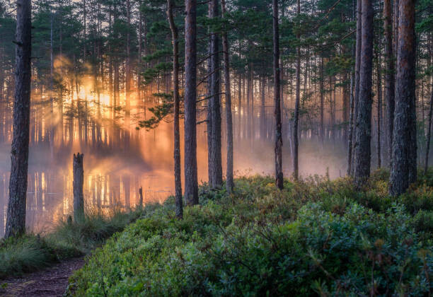 Obraz na płótnie Scenic forest landscape with beautiful misty