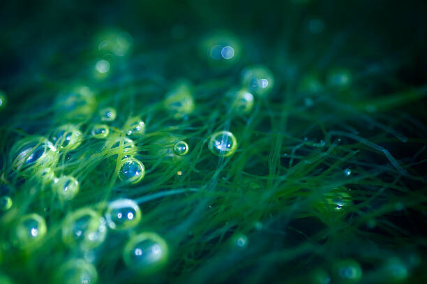 Obraz na płótnie Sea Bubbles