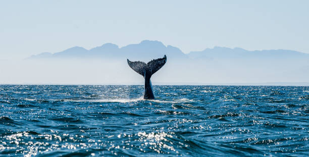 Obraz na płótnie Seascape with Whale tail.