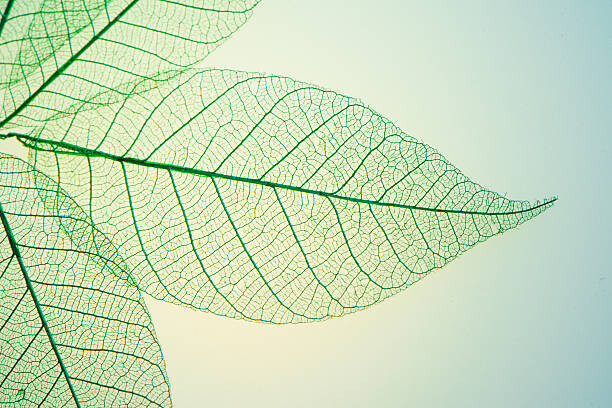 Obraz na płótnie Skeleton Leaves Flower