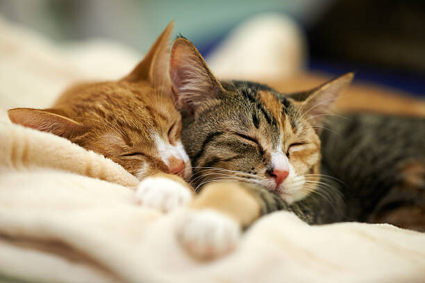 Obraz na płótnie Sleeping Kittens