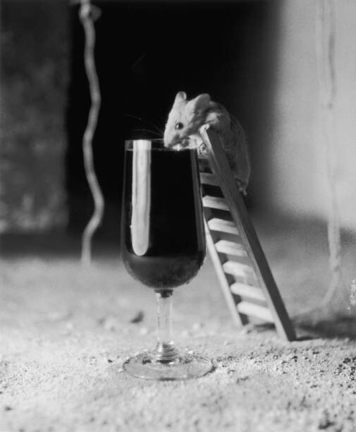 Obraz na płótnie Soused Mouse