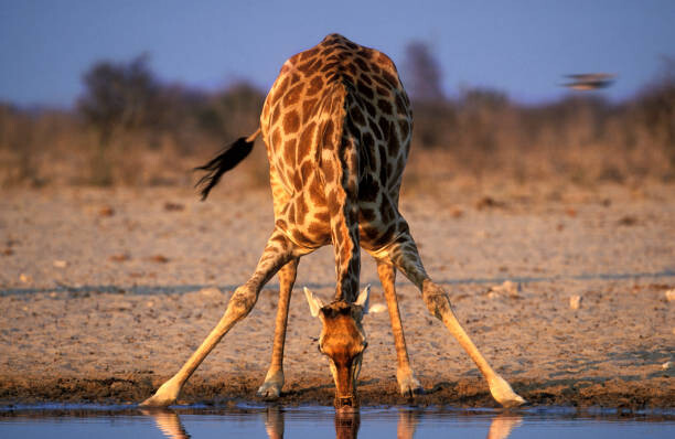 Obraz na płótnie Southern Giraffe Drinking at Water Hole