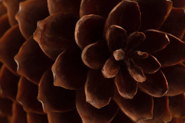 Obraz na płótnie spruce cone with open scales, natural