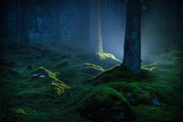 Obraz na płótnie Spruce forest with moss at night