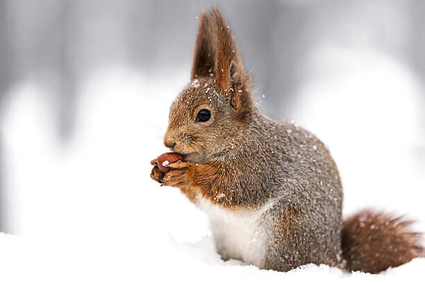 Obraz na płótnie squirrel sitting on snow with a