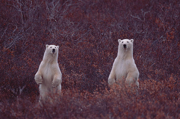 Obraz na płótnie STANDING POLAR SOW AND CUB