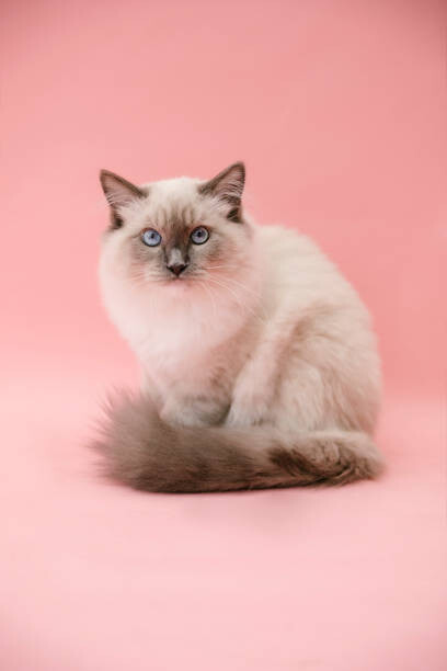 Obraz na płótnie studio portrait of fluffy kitten