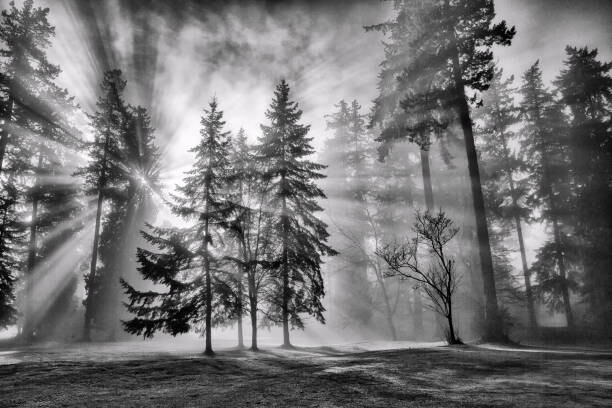 Obraz na płótnie Sun bursts in the rain forest,