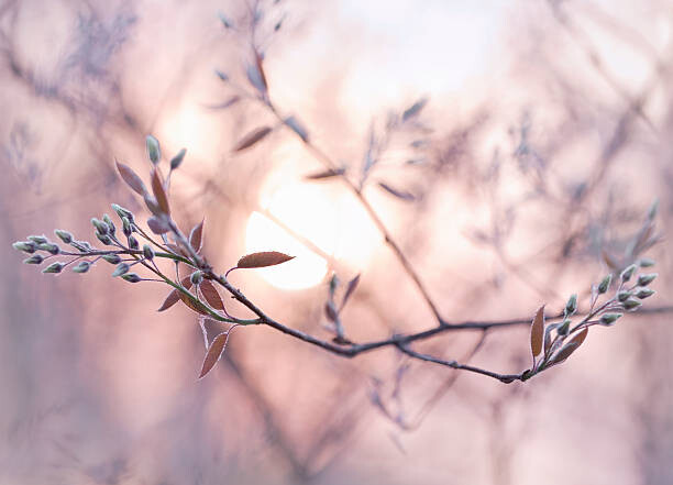 Obraz na płótnie Sun shining through branches with dew covered buds