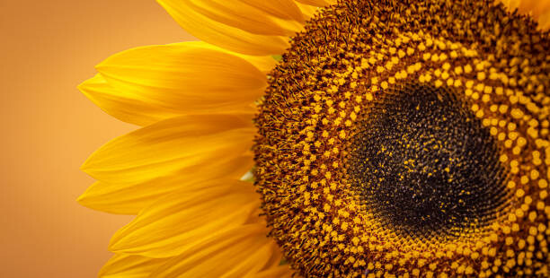 Obraz na płótnie Sunflower Banner