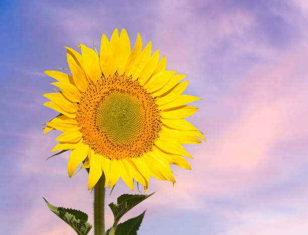 Obraz na płótnie Sunflower flower in spring against the