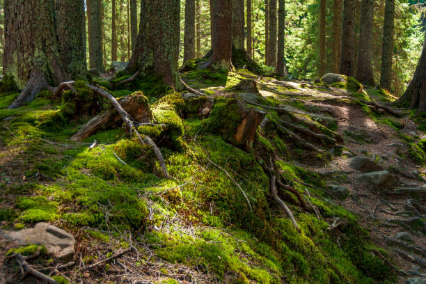 Obraz na płótnie Sunny spring forest in Carpathian mountains.