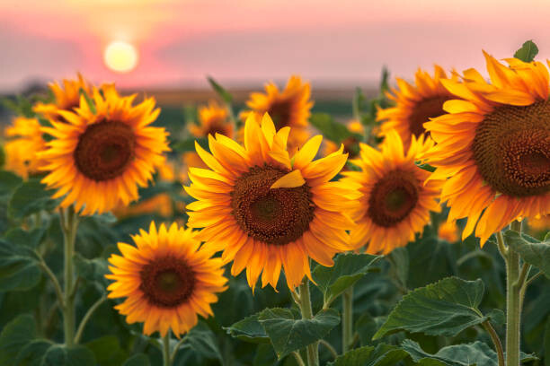 Obraz na płótnie Sunset Flowers