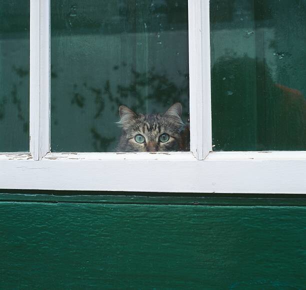 Obraz na płótnie Tabby cat looking through a window