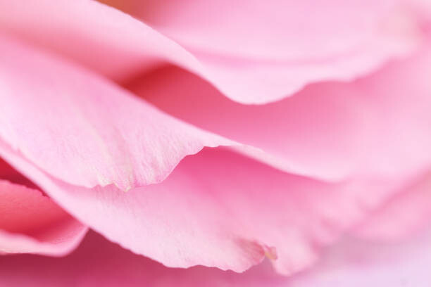 Obraz na płótnie Tender pink petals close up
