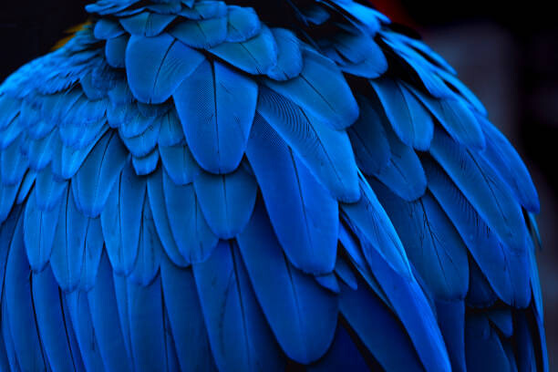 Obraz na płótnie The blue feathers and beautiful luster