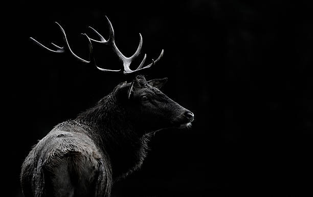 Obraz na płótnie The deer soul