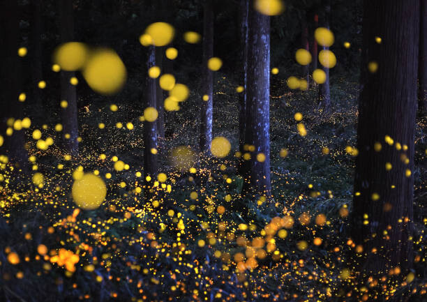 Obraz na płótnie The Galaxy in woods
