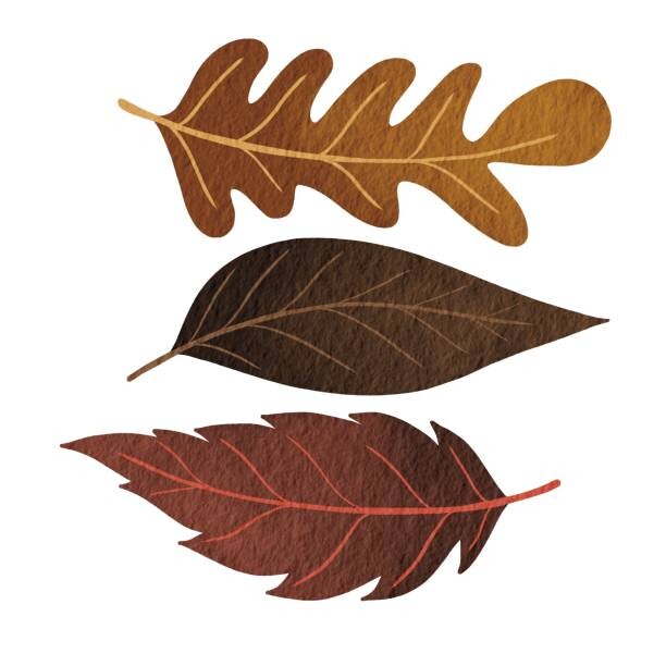 Obraz na płótnie Three brown fall leaves watercolor illustration