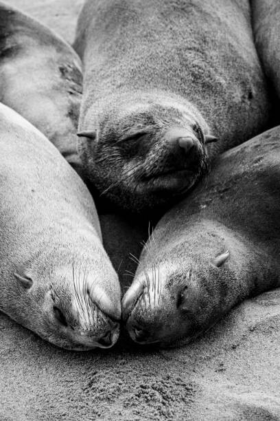 Obraz na płótnie Three Cape Fur Seals sleeping at
