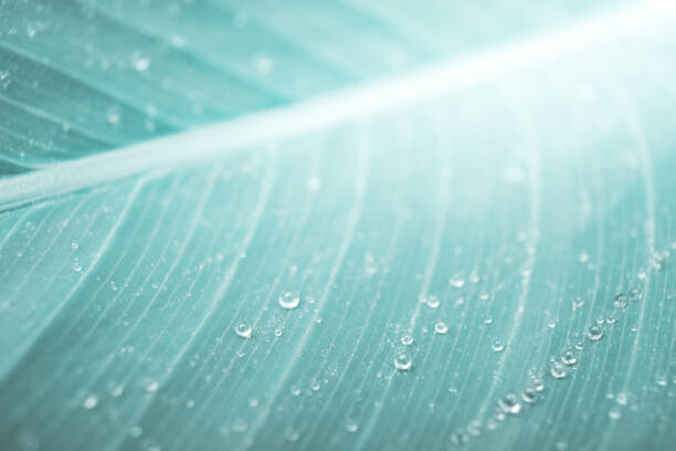 Obraz na płótnie tropical banana leaf texture with raindrops