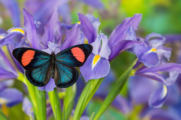 Obraz na płótnie Tropical butterfly on blue iris