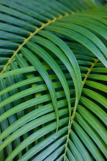 Obraz na płótnie Tropical Coconut Palm Leaves