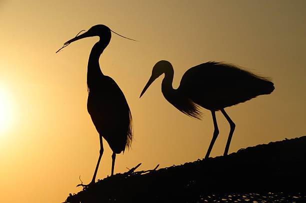Obraz na płótnie two heron gathering in the sunset