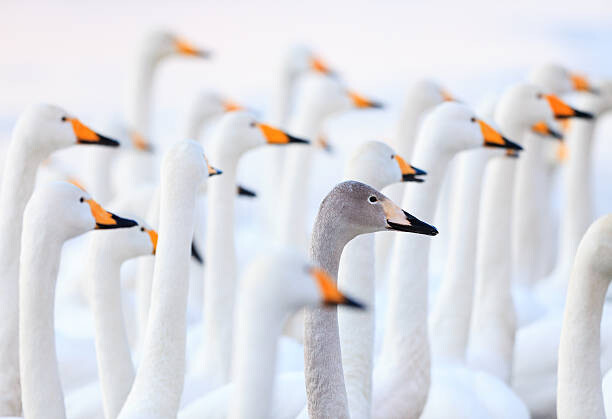 Obraz na płótnie Unique swan