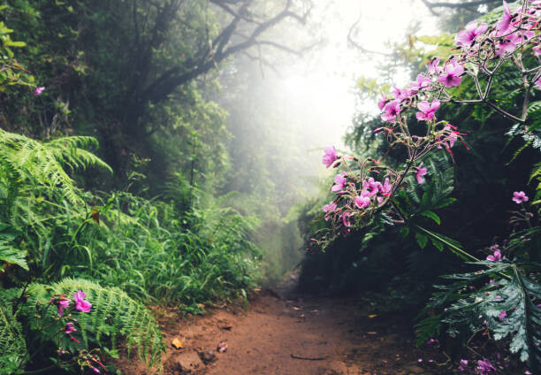Obraz na płótnie Walking Path On Madeira Island