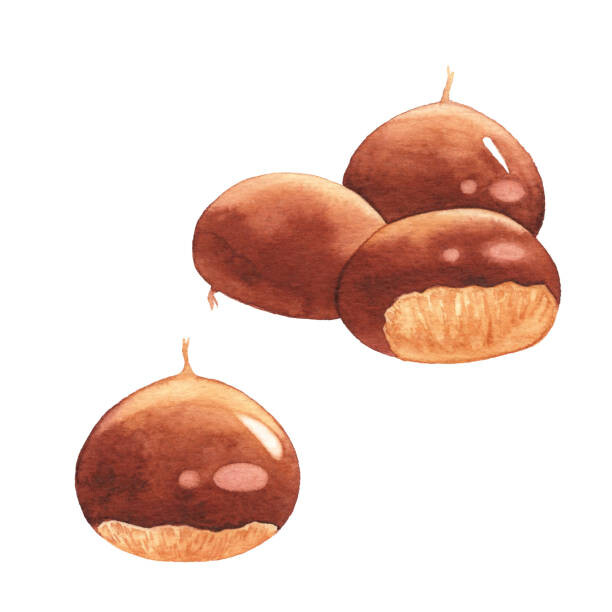 Obraz na płótnie Watercolor Chestnuts
