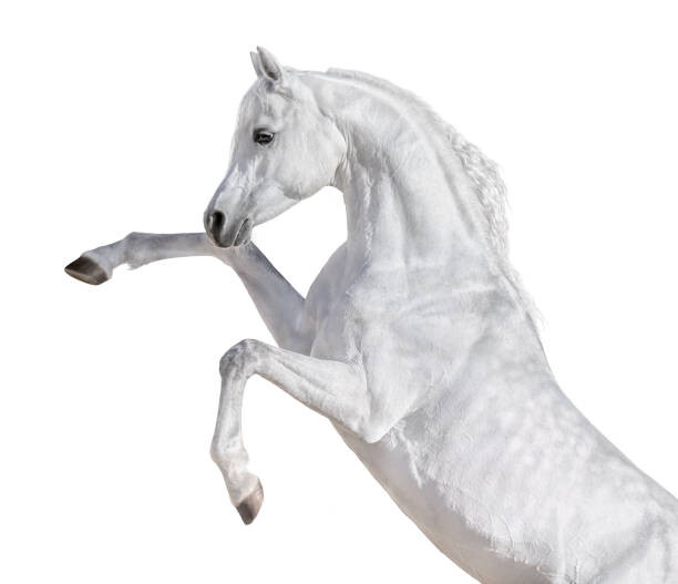Obraz na płótnie White Arabian horse rearing up.