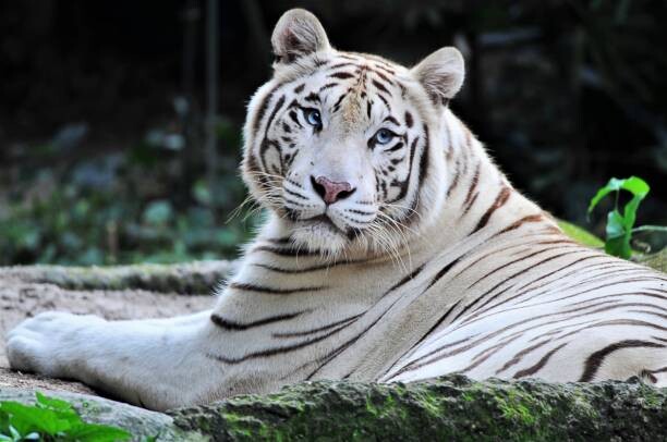 Obraz na płótnie White Bengal/Panthera Tigris- facing camera
