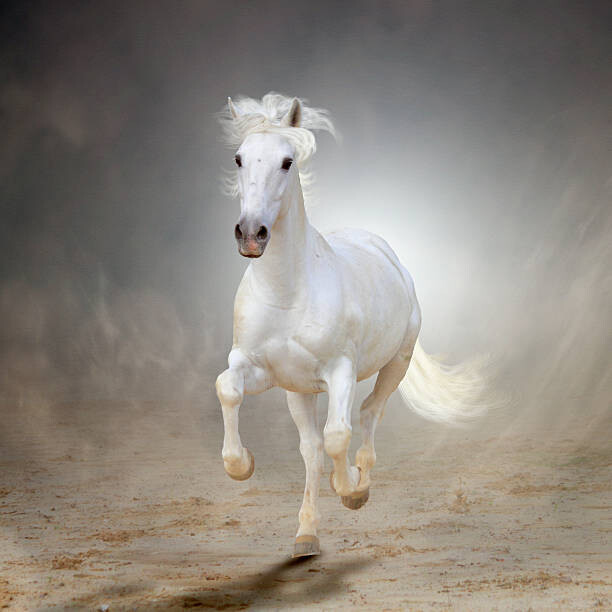 Obraz na płótnie White horse galloping