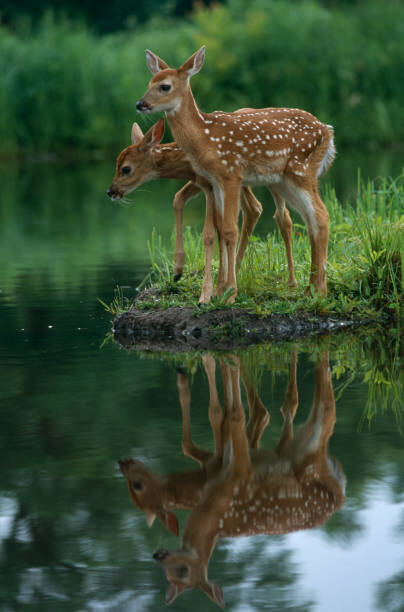 Obraz na płótnie White-Tailed Fawns