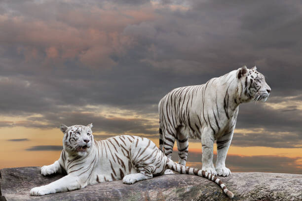Obraz na płótnie white tiger portrait
