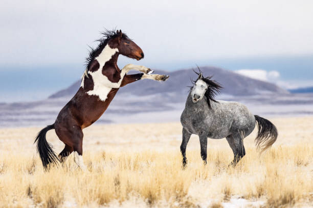 Obraz na płótnie Wild Horses