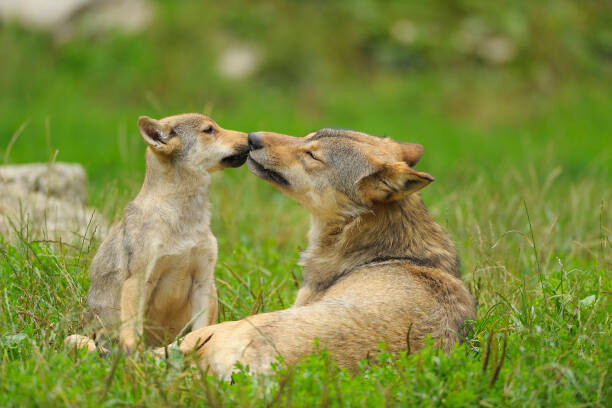 Obraz na płótnie Wolf, Canis lupus, and Cub, Summer