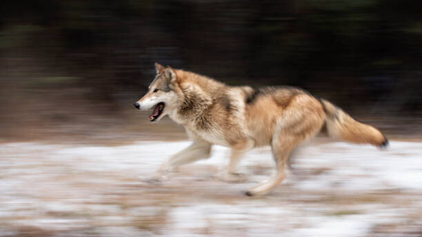 Obraz na płótnie Wolf in the USA