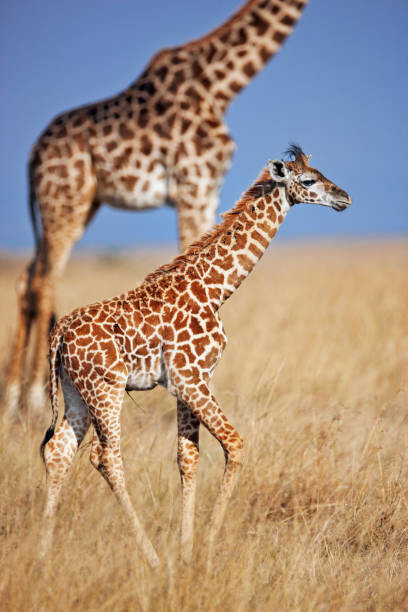 Obraz na płótnie Young giraffe calf