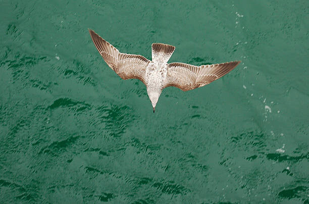 Obraz na płótnie Young Gull