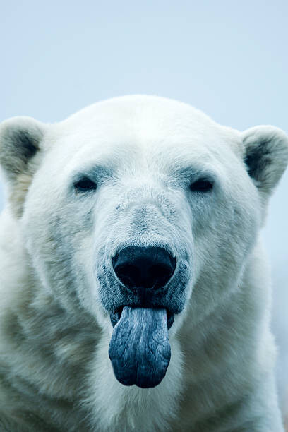 Sticker Polar Bear closeup portrait