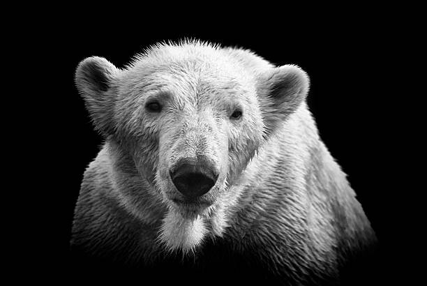 Samolepka Polar bear on black
