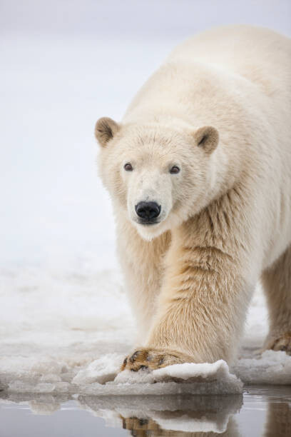 Sticker Polar bear portrait.