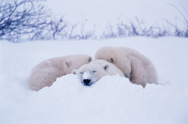 Sticker Polar bear  sleeping in snow