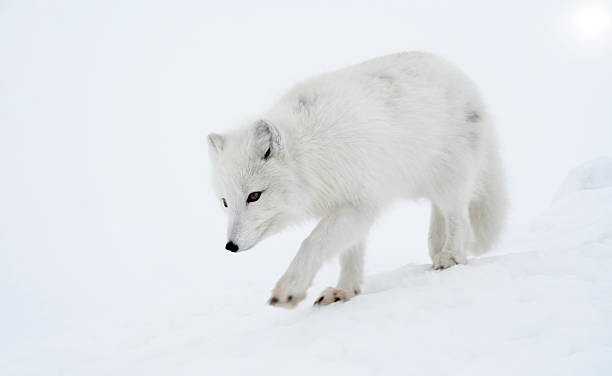 Samolepka Polar fox steps out briskly.