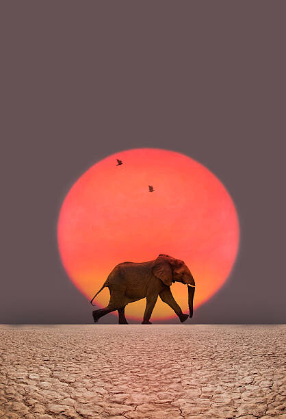 Carta da parati Elephant walking.