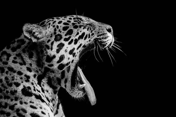 Carta da parati Jaguar