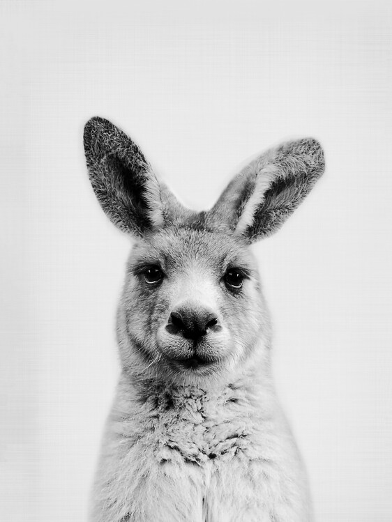 Fotomurale Kangaroo